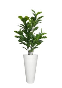 FAUX FIG FICUS IN LARGE WHITE V-PLANTER (OVERALL 180CMH) (FL86 - FIGVLW)