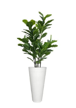 FAUX FIG FICUS IN LARGE WHITE V-PLANTER (OVERALL 180CMH) (FL86 - FIGVLW)