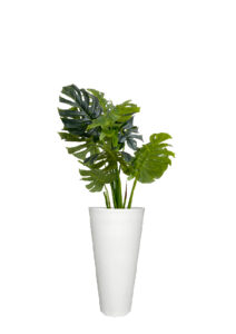FAUX MONSTERA TREE IN LARGE WHITE V-PLANTER (OVERALL 160CMH) (FL83 - MONVLW)