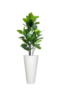 FAUX RUBBER TREE IN LARGE WHITE V-PLANTER (OVERALL 180CMH) (FL87 - RUVLW)