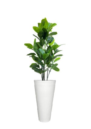FAUX RUBBER TREE IN LARGE WHITE V-PLANTER (OVERALL 180CMH) (FL87 - RUVLW)