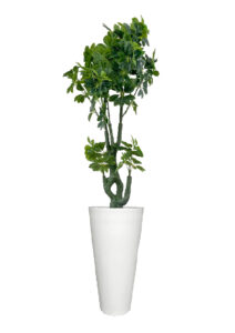 FAUX SCHEFFLERA TREE IN LARGE WHITE V-PLANTER (OVERALL 210CMH) (FL84 - SCHVLW)