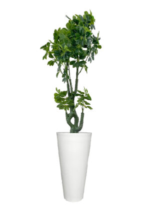 FAUX SCHEFFLERA TREE IN LARGE WHITE V-PLANTER (OVERALL 210CMH) (FL84 - SCHVLW)
