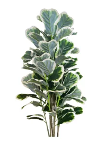 FAUX VARIEGATED WHITE FIG 140CM (FL85 - FIG) 2026 CLOSEUP