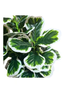 FAUX VARIEGATED WHITE FIG 140CM (FL85 - FIG) 2026 CLOSEUP