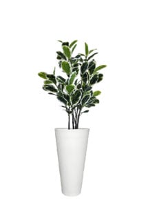 FAUX VARIEGATED WHITE FIG IN LARGE WHITE V-PLANTER (OVERALL 180CMH) (FL85 - FIGVLW)
