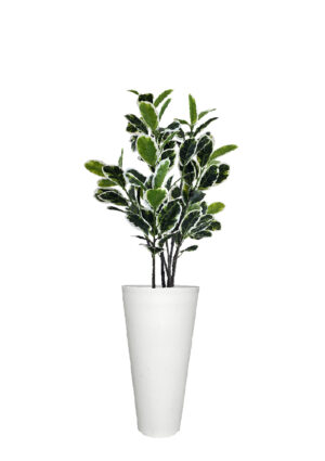 FAUX VARIEGATED WHITE FIG IN LARGE WHITE V-PLANTER (OVERALL 180CMH) (FL85 - FIGVLW)
